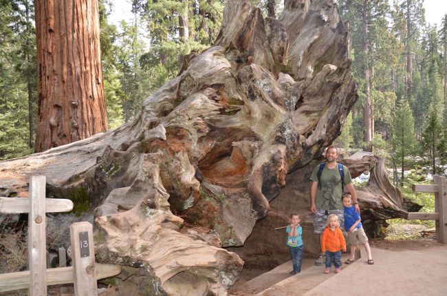 fallen Sequoia
